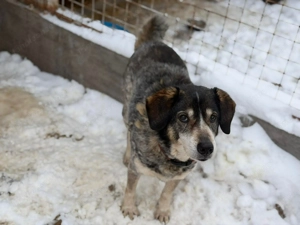 Marisa - Gelassenheit auf vier Pfoten Bild 4