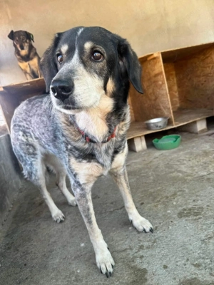 Marisa - Gelassenheit auf vier Pfoten Bild 2