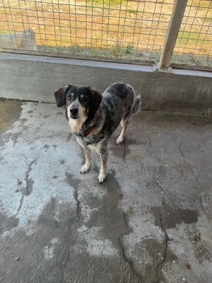 Marisa - Gelassenheit auf vier Pfoten Bild 5