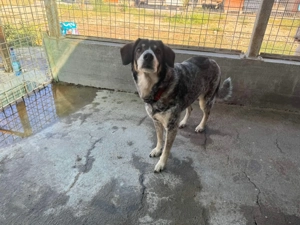 Marisa - Gelassenheit auf vier Pfoten Bild 8