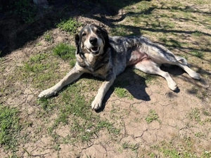 Marisa - Gelassenheit auf vier Pfoten Bild 3