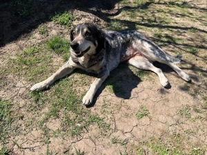 Marisa - Gelassenheit auf vier Pfoten Bild 7