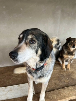 Marisa - Gelassenheit auf vier Pfoten Bild 6