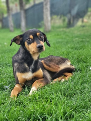 Moka - eine sensible Seele sucht ruhiges Zuhause Bild 4