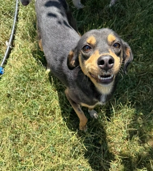 Moka - eine sensible Seele sucht ruhiges Zuhause Bild 5