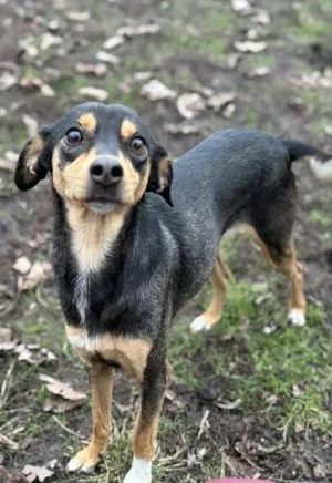 Moka - eine sensible Seele sucht ruhiges Zuhause Bild 6