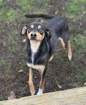 Moka - eine sensible Seele sucht ruhiges Zuhause Bild 7