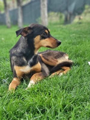 Moka - eine sensible Seele sucht ruhiges Zuhause Bild 8