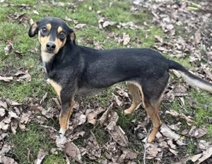 Moka - eine sensible Seele sucht ruhiges Zuhause Bild 2