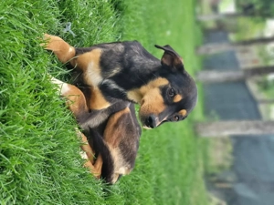 Moka - eine sensible Seele sucht ruhiges Zuhause Bild 9