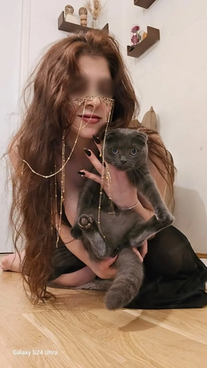 Dalia - arabisch-orientalische Katze Bild 3