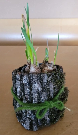 DECO Holzrinde der Eiche unbehandelt 