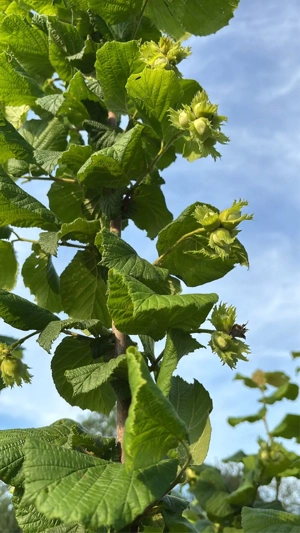 Edle Haselnusspflanzen aus Italien