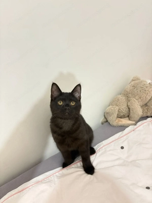 Kater zu verschenken 