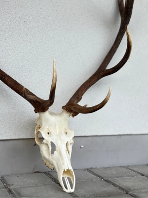 Eindrucksvolles Rothirsch-Geweih mit Schädel - 11 Ender - 110 cm Spannweite Bild 3