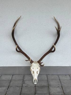 Eindrucksvolles Rothirsch-Geweih mit Schädel - 11 Ender - 110 cm Spannweite