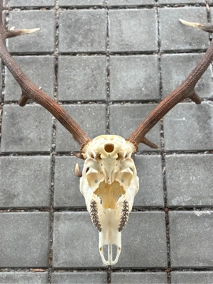 Eindrucksvolles Rothirsch-Geweih mit Schädel - 11 Ender - 110 cm Spannweite Bild 5