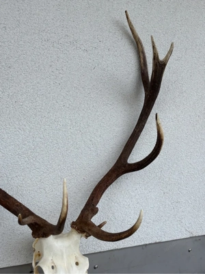 Eindrucksvolles Rothirsch-Geweih mit Schädel - 11 Ender - 110 cm Spannweite Bild 4