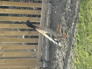 Laufenten Erpel zu verschenken Bild 2