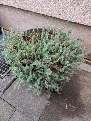 Zu Verschenken  Bild 2