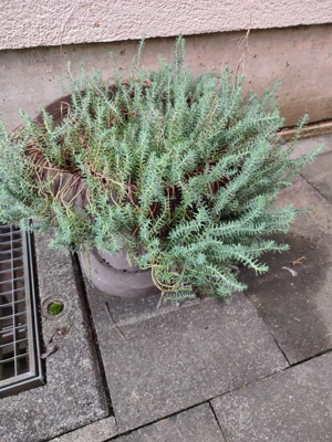 Zu Verschenken  Bild 3