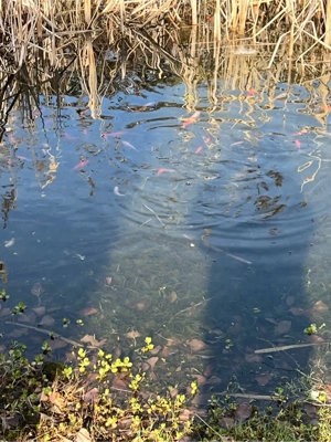 Goldfische u. Shubunkin Bild 2