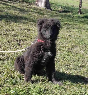 Nero wartet sehnsüchtig auf SIE Bild 3