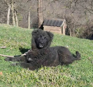 Nero wartet sehnsüchtig auf SIE Bild 2