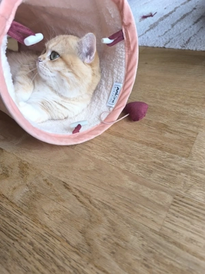 Bkh Deckkater  Bild 2