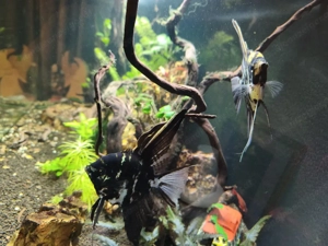 2 Skalare suchen neues Zu Hause Bild 2