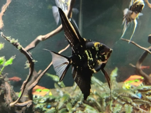 2 Skalare suchen neues Zu Hause Bild 3