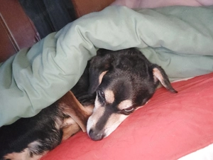 "Reinigungskraft mit fruchtigen Fantasien "