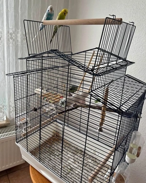 Käfig mit Wellensittich z Bild 2