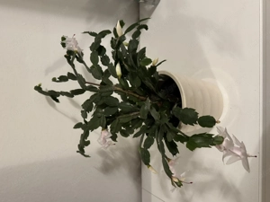 Schlumbergera Pflanze Bild 2