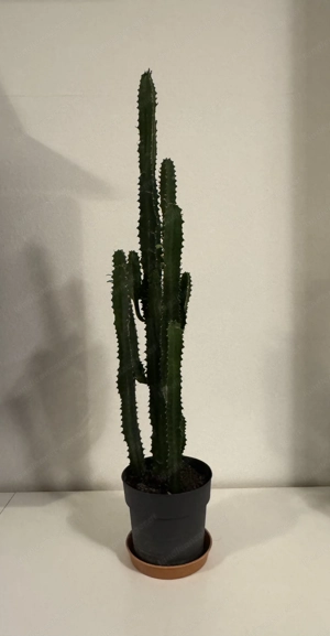 Kaktus Pflanze  Bild 2