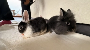 Löwenkopf Zwergkaninchen Bild 2