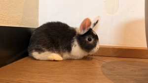 Löwenkopf Zwergkaninchen Bild 3