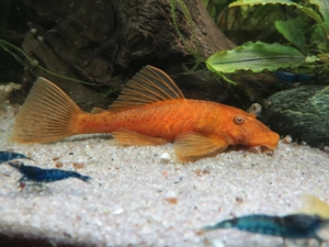 Antennenwels Rot - Orange ,  Aquarium Fische  Bild 2