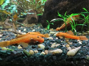 Antennenwels Rot - Orange ,  Aquarium Fische  Bild 4