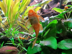 Antennenwels Rot - Orange ,  Aquarium Fische  Bild 3