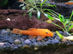 Antennenwels Rot - Orange ,  Aquarium Fische  Bild 5