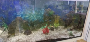 Aquarium 650 Liter zu verschenken Bild 2