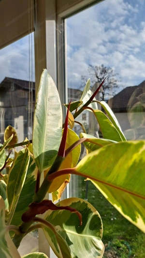 Schöner Gummibaum 2 m hoch mit etlichen neuen Blöttern Bild 6