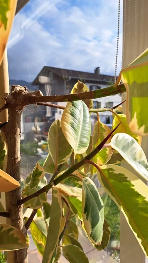 Schöner Gummibaum 2 m hoch mit etlichen neuen Blöttern Bild 8