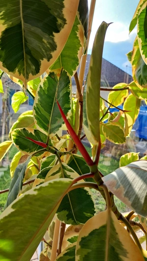 Schöner Gummibaum 2 m hoch mit etlichen neuen Blöttern Bild 5