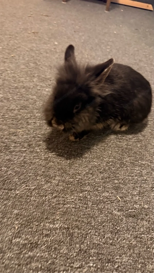 Löwenkopf Zwergkaninchen Bild 3