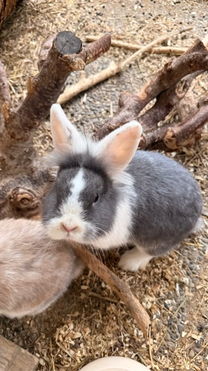 Löwenkopf Zwergkaninchen Bild 5