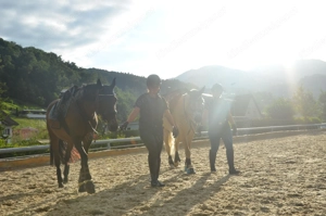 Reitbeteiligung zu vergeben ab 18 J oder Mama   Kind Team