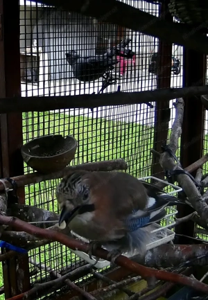 Gehege für Kleintier bzw.  Voliere Bild 5