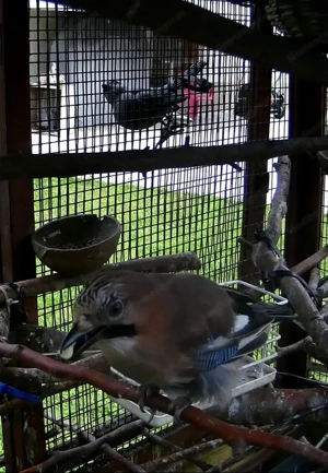 Gehege für Kleintier bzw.  Voliere Bild 6